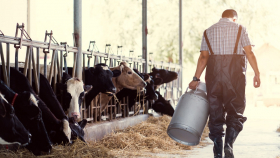 На Кубани произвели рекордные 1,5 млн тонн молока